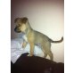Lenny, Chihuahua-Mix Welpen - Rüde
