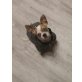 Lenny, Chihuahua kurzhaariger Schlag - Rüde