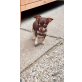 Lenny, Chihuahua kurzhaariger Schlag Welpen - Rüde