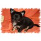 Lenny, Chihuahua langhaariger Schlag - Rüde