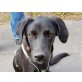 Lenny, Labrador-Pastor Mallorquin Welpen - Rüde