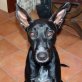 Lenny, Podenco Canario - Rüde