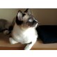 Lenny, Ragdoll-Siam - Kater