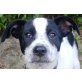 Lenny, armer kleiner Hundejunge Welpen - Rüde