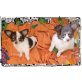 Lenny und Lui, Chihuahua langhaariger Schlag - Rüde