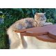 Lenox, Perser - Kater