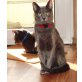 Lenox, Russisch Blau - Kater