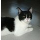 Leny, Europäische Kurzhaarkatze - Kater
