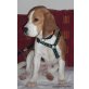 Leo, Beagle - Rüde