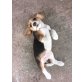 Leo, Beagle Welpen - Rüde