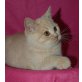 Leo, Britisch Kurzhaarkatze - Kater