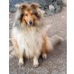 Leo, Collie - Rüde