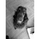 Leo, Englischer Cockerspaniel - Rüde