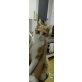 Leo, Europäische Kurzhaarkatze - Kater