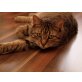 Leo, Grau-Schwarz-Getiegert - Kater