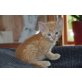 Leo, Kleiner roter Kater - Kater