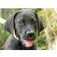 Leo, Labrador-Boxer Welpen - Rüde