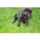 Leo Laika, Labrador Retriever Welpen - Rüde