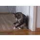 Leo, Maine Coon - Kater