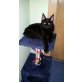 Leo, Maine Coon - Kater