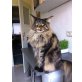 Leo , Maine Coon - Kater