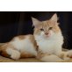 Leo, Maine Coon - Kater
