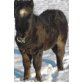 Leo, Minipony - Hengst