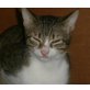 Leo, Mischling - Kater
