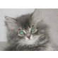 Leo, Perser - Kater