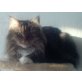 Leo, Perser mit Nase - Kater