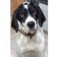 Leo, Pointer-Mix - Rüde