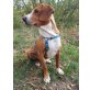 Leo, Posavatz Laufhund Mischling - Rüde