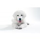 Leo, Slovensky Cuvac/Golden Retriever Welpen - Rüde