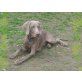 Leo, Weimaraner - Rüde