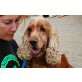 Leo, ausgeglichene Cocker Spaniel - Hündin