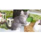 Leo, blue smoke cl. withe, Maine Coon - Kater