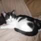 Leo, schwarz/weißer - Kater