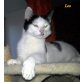 Leo u. Lilly, Hauskatze - Kater