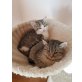 Leo und Leonie, Europäisch Kurzhaar - Kater