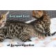 Leo und Levi, Bengalkatze - Kater