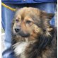 Leon 3, Spitz-Mix-Rüde - Rüde