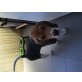 Leon, Beagle Welpen - Rüde