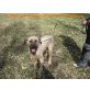 Leon, Briard Mischling - Rüde