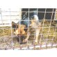 Leon, Deutscher Schäferhund - Rüde