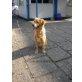Leon, Golden Retriever - Rüde