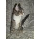 Leon, Hauskatze - Kater