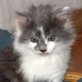 Leon, Langhaar - Kater