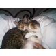 Leon & Luna , Katzengeschwisterpäärchen - Kater
