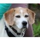 Leon-SENIOR, Beagle-Harrier - Rüde