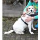 Leon-SENIOR, Beagle-Harrier - Rüde
